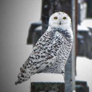 Meet your Posher, Jeffrey j